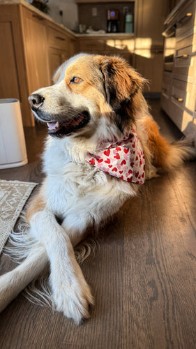 Valentines Reversible Over-the-Collar Bandana