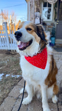 Load image into Gallery viewer, Valentines Reversible Over-the-Collar Bandana