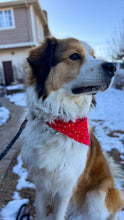 Load image into Gallery viewer, Valentines Reversible Over-the-Collar Bandana