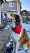 Load image into Gallery viewer, Valentines Reversible Over-the-Collar Bandana