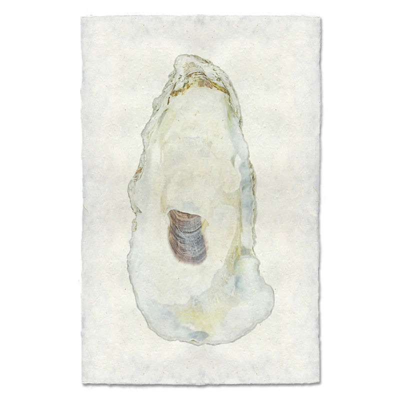 Oyster #11 Print