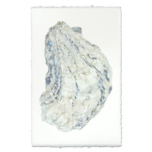 Oyster Study #15 Print